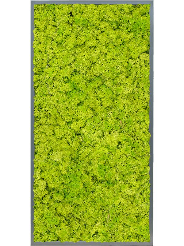 Картина из мха mdf ral 7016 satin gloss 100% reindeer moss (spring green) L120 W60 H6 см