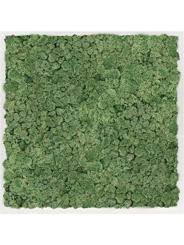 Картина из мха mdf ral 9010 satin gloss 100% reindeer moss moss green L80 W80 H6 см