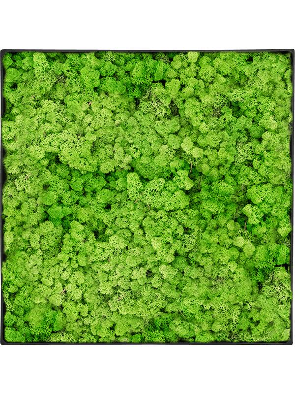 Картина из мха nova frame anthracite-concrete 100% reindeer (light grass green) L40 W40 H5 см