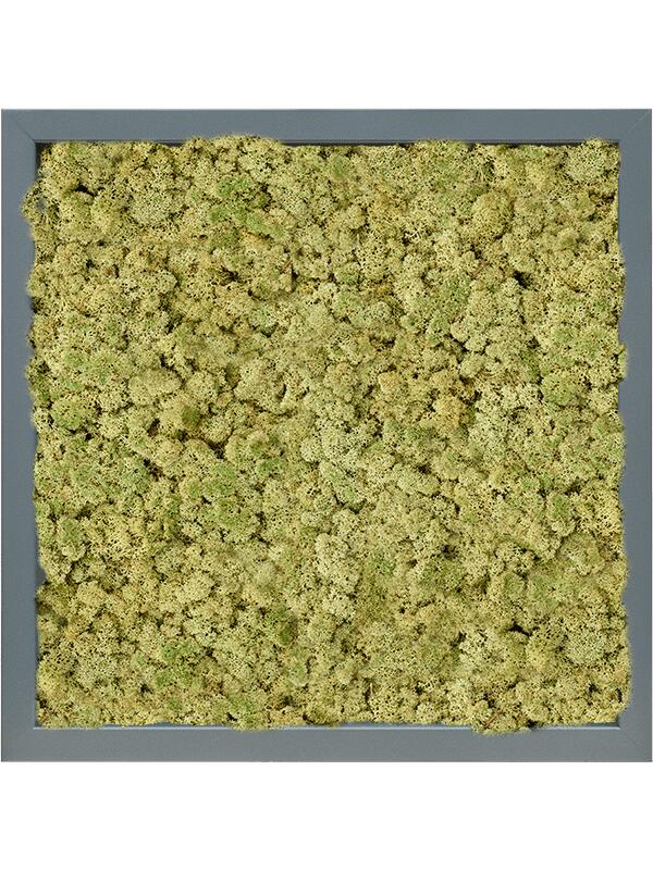 Картина из мха mdf ral 7016 satin gloss 100% reindeer (oldgreen) L40 W40 H6 см