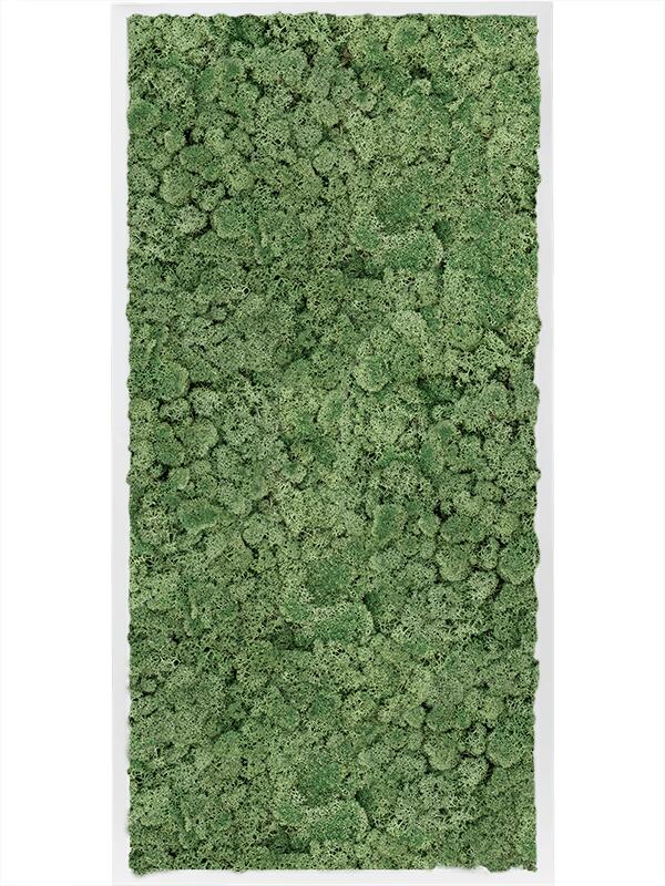 Картина из мха mdf ral 9010 satin gloss 100% reindeer moss (moss green) L120 W60 H6 см