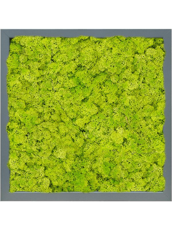 Картина из мха mdf ral 7016 satin gloss 100% reindeer (moss spring green) L40 W40 H6 см