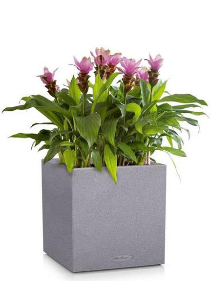 Кашпо Lechuza Canto Stone low