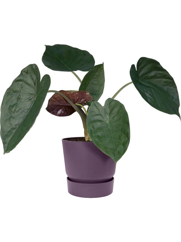 Кашпо с поддоном Greenville round vintage plum D30 H27 см