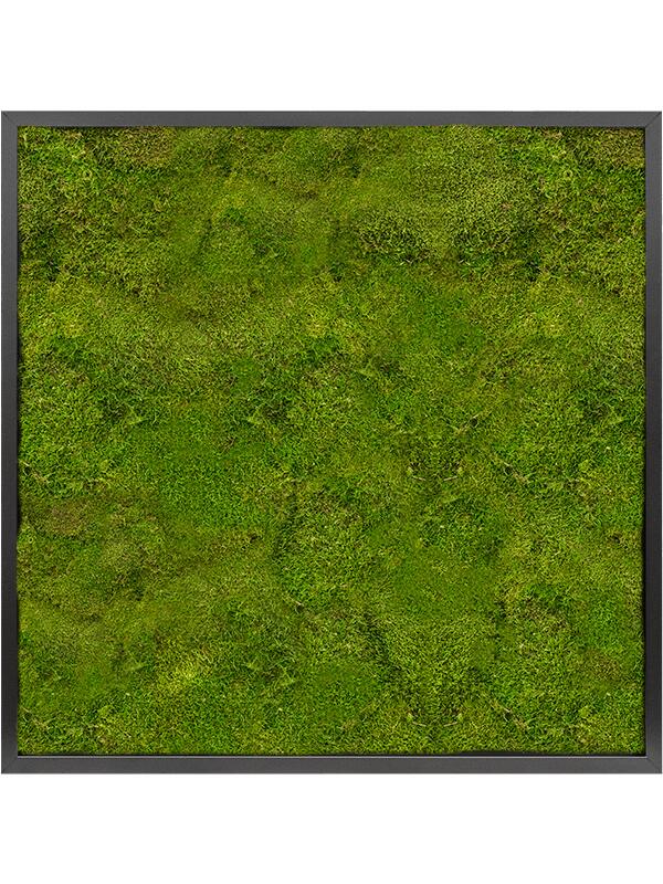 Картина из мха mdf ral 9005 satin gloss 100% flat moss L80 W80 H6 см