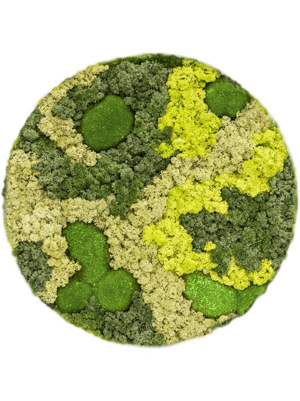Картина из мха ecopanel 30% ball moss 70% reindeer moss (mix) D35 H0.5 см