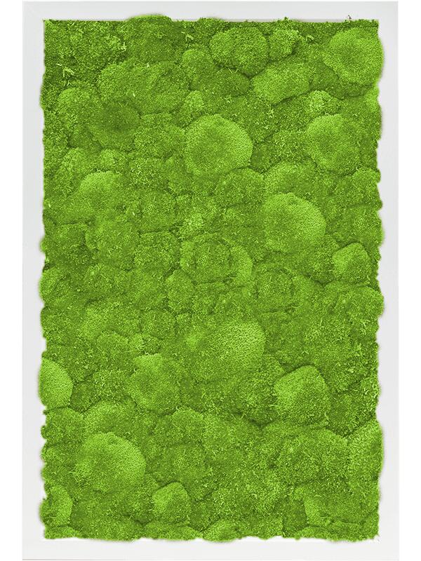 Картина из мха mdf ral 9010 satin gloss 100% ball moss L60 W40 H6 см