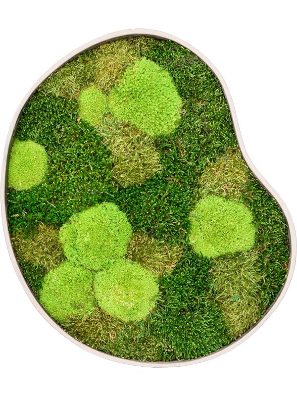 Картина из мха organic frame #1 sand mos (mix) L50 W43 H5 см