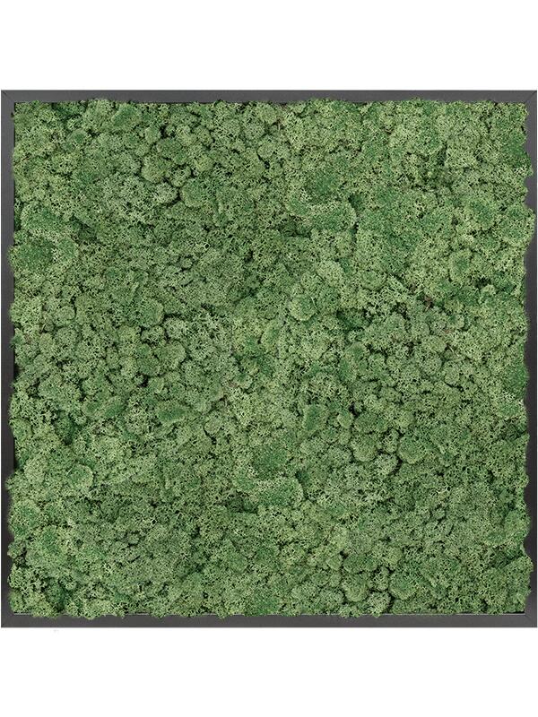 Картина из мха mdf ral 9005 satin gloss 100% reindeer moss (moss green) L80 W80 H6 см