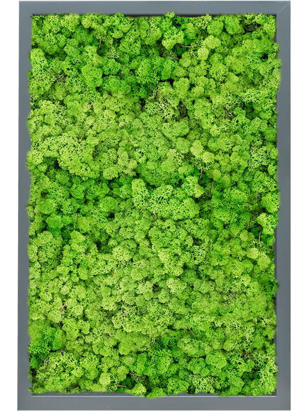 Картина из мха mdf ral 7016 satin gloss 100% reindeer (light grass green) L60 W40 H6 см