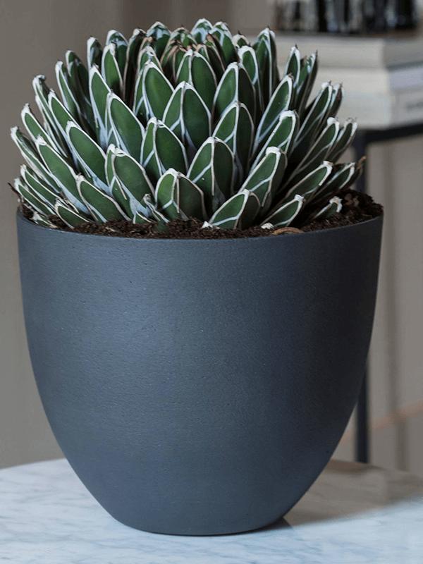 Кашпо Refined coral s volcano black D18 H15 см Кашпо Refined coral s volcano black D18 H15 см