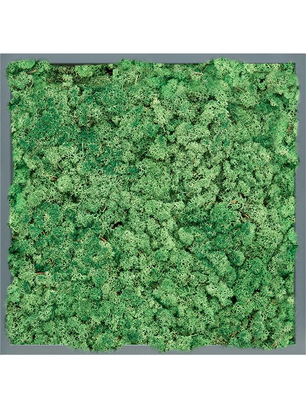 Картина из мха mdf ral 7016 satin gloss 100% reindeer (grass green) L60 W60 H6 см