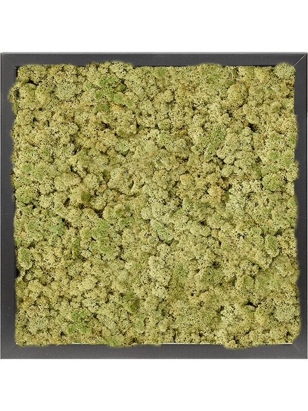 Картина из мха mdf ral 9005 satin gloss 100% reindeer moss (old green) L40 W40 H6 см