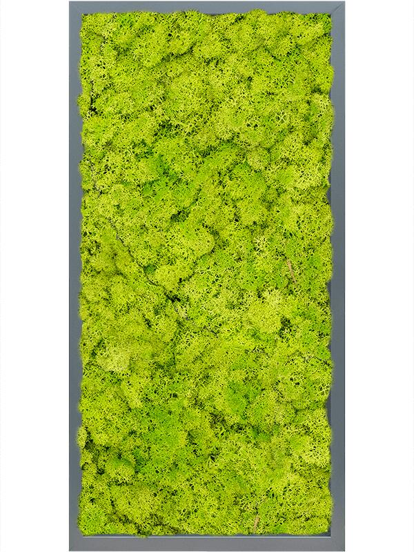 Картина из мха mdf ral 7016 satin gloss 100% reindeer moss (spring green) L80 W40 H6 см