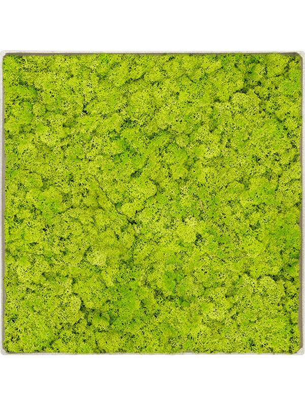 Картина из мха nova frame antique white-concrete reindeer moss (spring green) L100 W100 H5 см