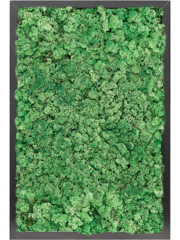 Картина из мха mdf ral 9005 satin gloss 100% reindeer moss (grass green) L60 W40 H6 см