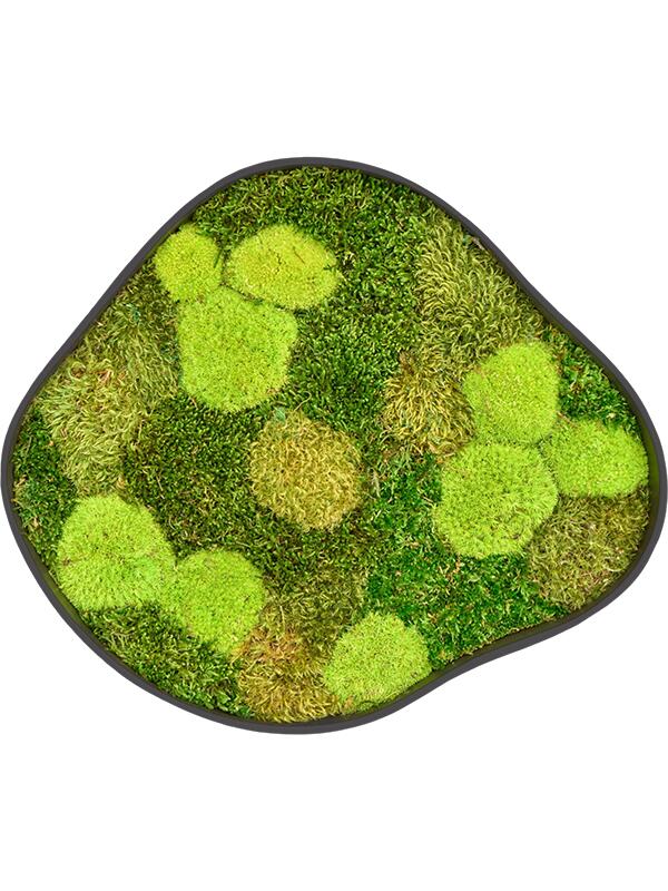 Картина из мха organic frame #2 earth mos (mix) L50 W43 H5 см