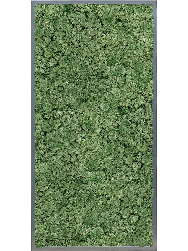 Картина из мха mdf ral 7016 satin gloss 100% reindeer moss (moss green) L120 W60 H6 см