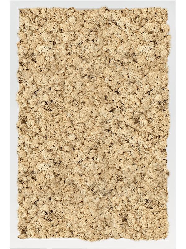 Картина из мха mdf ral 9010 satin gloss 100% reindeer moss (natural) L60 W40 H6 см