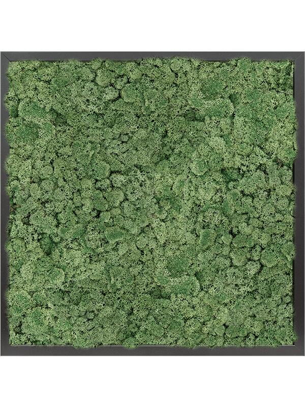 Картина из мха mdf ral 9005 satin gloss 100% reindeer moss (moss green) L60 W60 H6 см