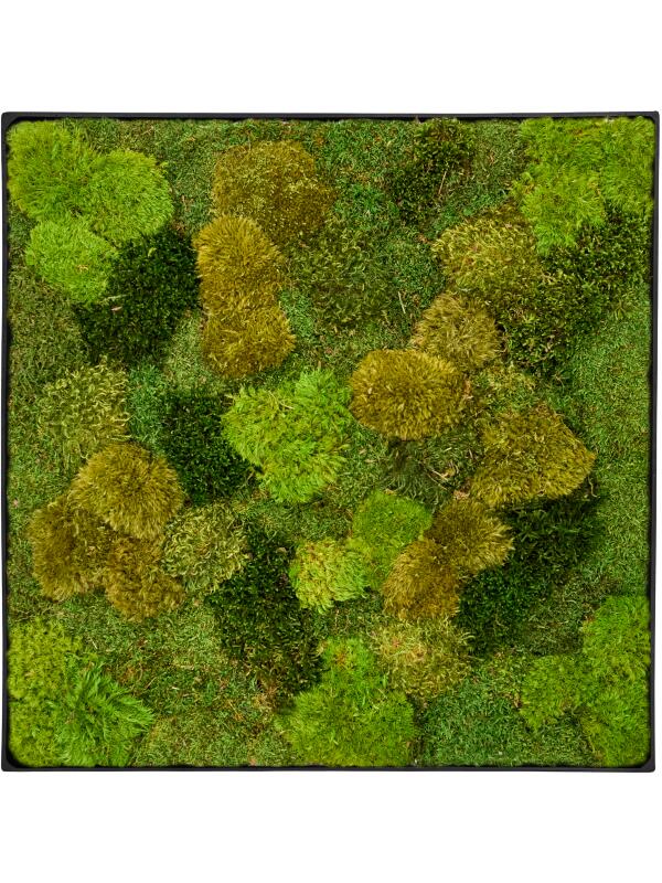 Картина из мха nova frame anthracite-concrete 20% flat and 80% exclusive moss (mix) L60 W60 H5 см