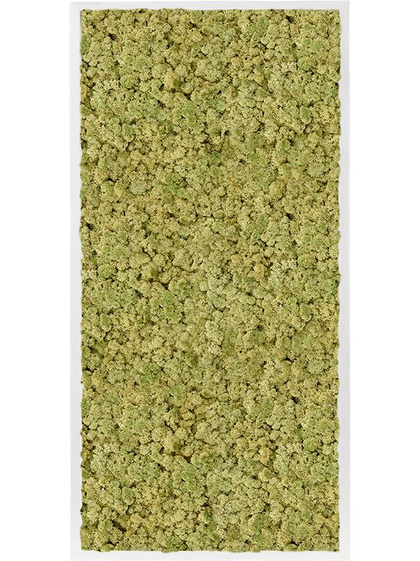 Картина из мха mdf ral 9010 satin gloss 100% reindeer moss (old green) L120 W60 H6 см
