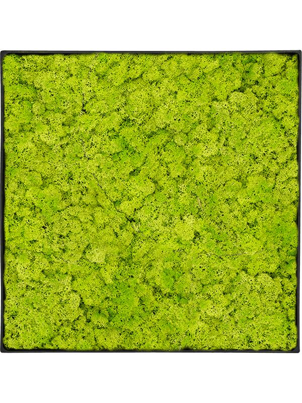 Картина из мха nova frame anthracite-concrete reindeer moss (spring green) L30 W30 H5 см