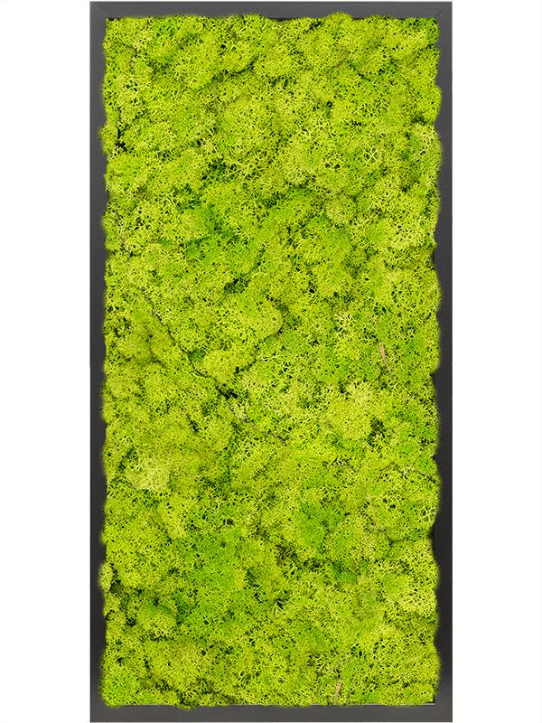 Картина из мха mdf ral 9005 satin gloss 100% reindeer moss (spring green) L80 W40 H6 см