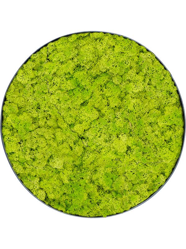 Картина из мха nova frame anthracite-concrete reindeer moss (spring green) D60 H5 см