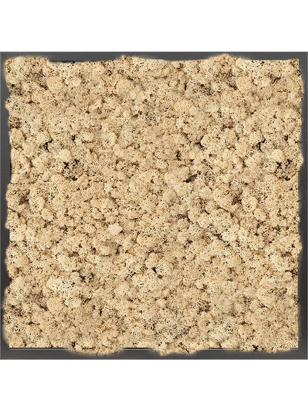 Картина из мха mdf ral 9005 satin gloss 100% reindeer moss (natural) L60 W60 H6 см