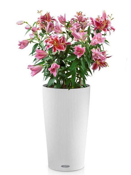 Кашпо Lechuza Cilindro Color