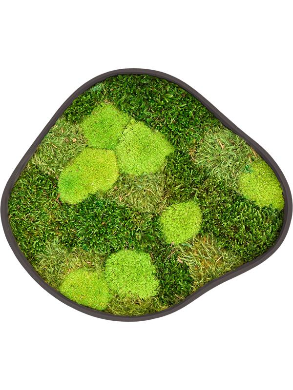 Картина из мха organic frame #2 earth mos (mix) L40 W35 H5 см