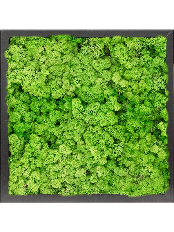 Картина из мха mdf ral 9005 satin gloss 100% reindeer moss (light grass green) L40 W40 H6 см
