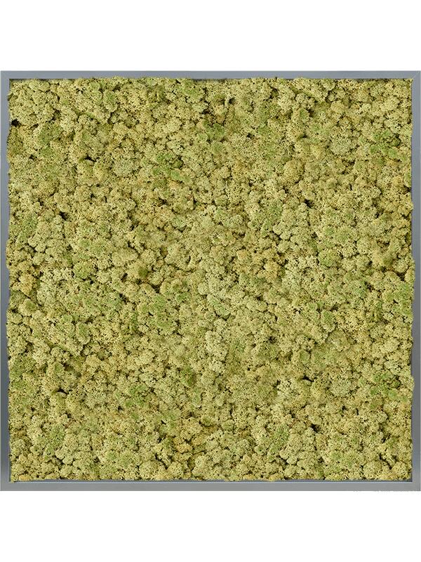 Картина из мха mdf ral 7016 satin gloss 100% reindeer (oldgreen) L100 W100 H6 см