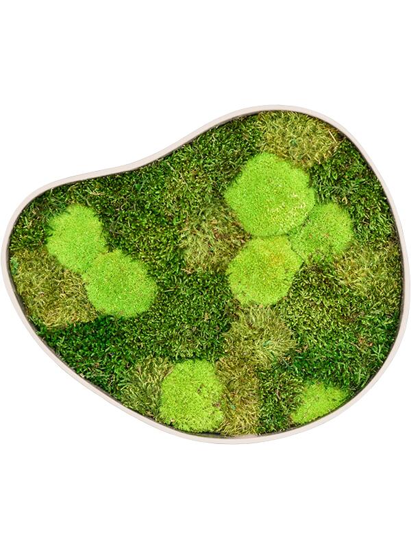 Картина из мха organic frame #3 sand mos (mix) L50 W43 H5 см