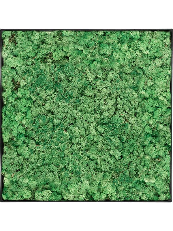 Картина из мха nova frame anthracite-concrete 100% reindeer (grass green) L30 W30 H5 см