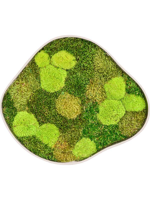 Картина из мха organic frame #2 sand mos (mix) L50 W43 H5 см