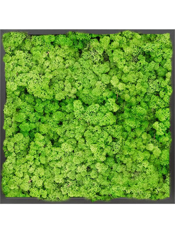 Картина из мха mdf ral 9005 satin gloss 100% reindeer moss (light grass green) L60 W60 H6 см