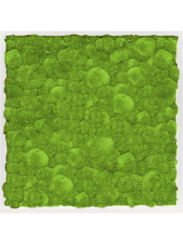 Картина из мха mdf ral 9010 satin gloss 100% ball moss L80 W80 H6 см