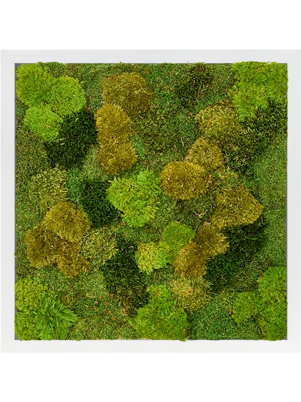 Картина из мха mdf ral 9010 satin gloss 20% flat and 80% exclusive moss (mix) L60 W60 H6 см