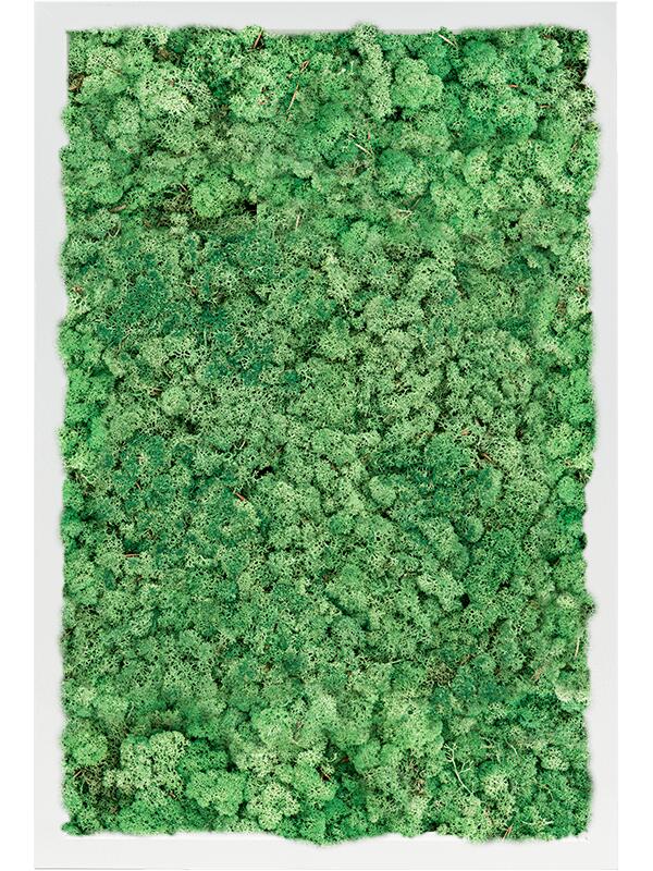 Картина из мха mdf ral 9010 satin gloss 100% reindeer moss (grass green) L60 W40 H6 см