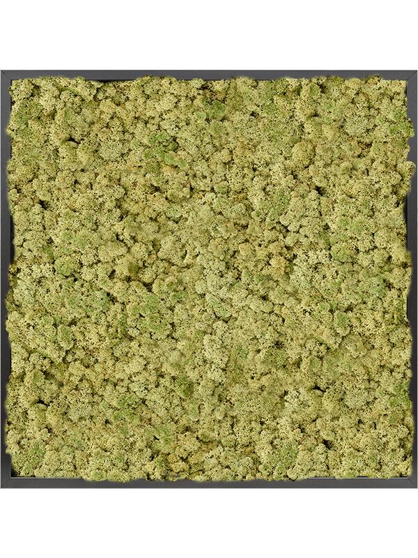 Картина из мха mdf ral 9005 satin gloss 100% reindeer moss (old green) L80 W80 H6 см