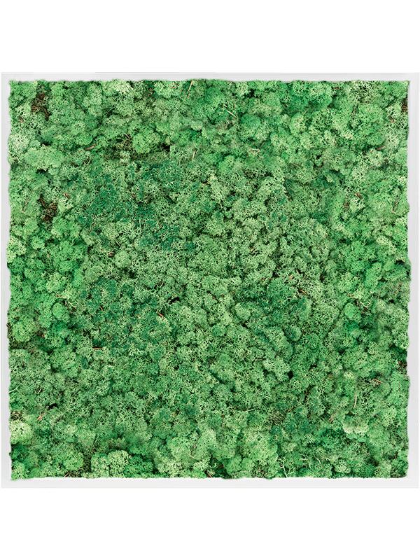 Картина из мха mdf ral 9010 satin gloss 100% reindeer moss (grass green) L100 W100 H6 см