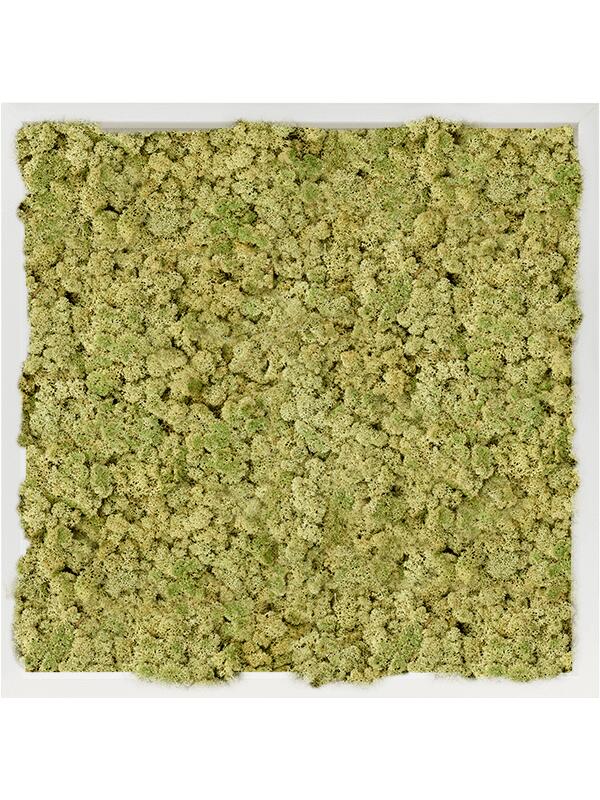 Картина из мха mdf ral 9010 satin gloss 100% reindeer moss (old green) L60 W60 H6 см