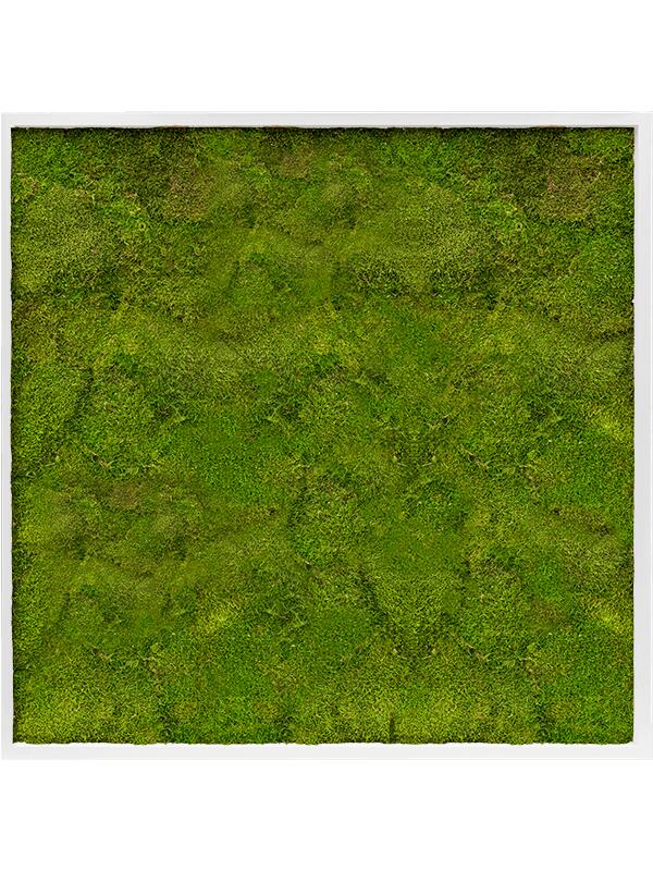 Картина из мха mdf ral 9010 satin gloss 100% flat moss L100 W100 H6 см