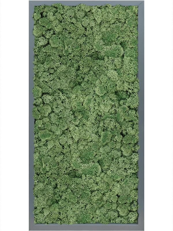 Картина из мха mdf ral 7016 satin gloss 100% reindeer moss (moss green) L80 W40 H6 см