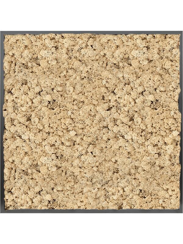 Картина из мха mdf ral 9005 satin gloss 100% reindeer moss (natural) L100 W100 H6 см