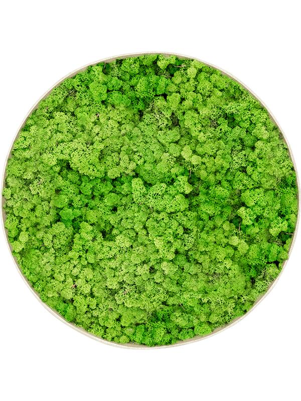 Картина из мха nova frame antique white-concrete 100% reindeer (light grass green) D40 H5 см