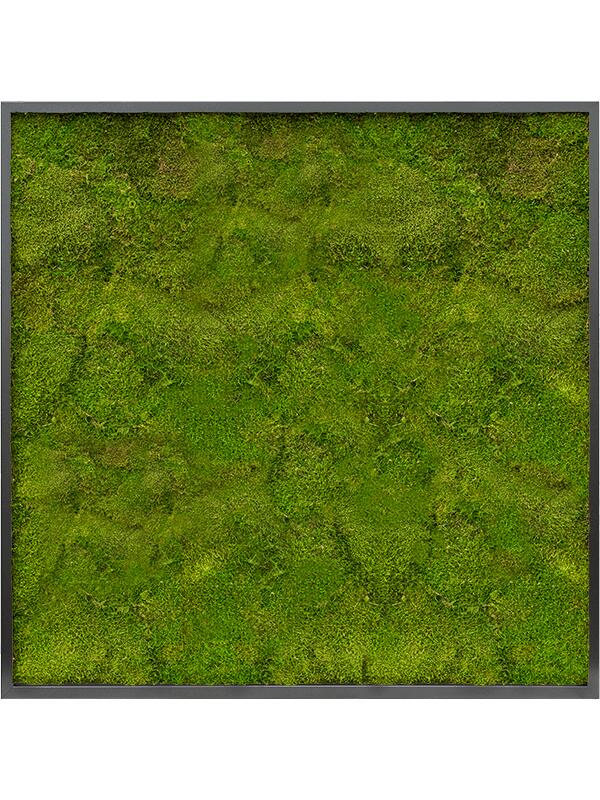 Картина из мха mdf ral 9005 satin gloss 100% flat moss L100 W100 H6 см