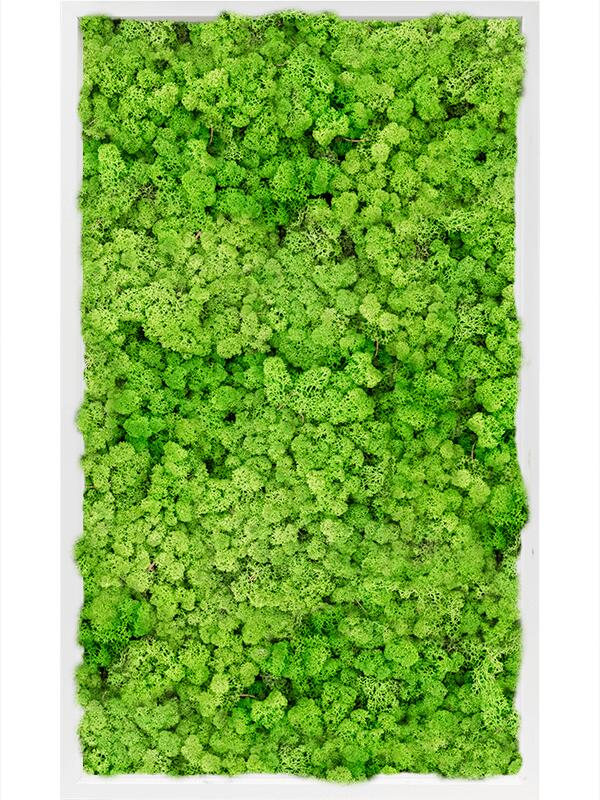 Картина из мха mdf ral 9010 satin gloss 100% reindeer moss (light grass green) L100 W60 H6 см